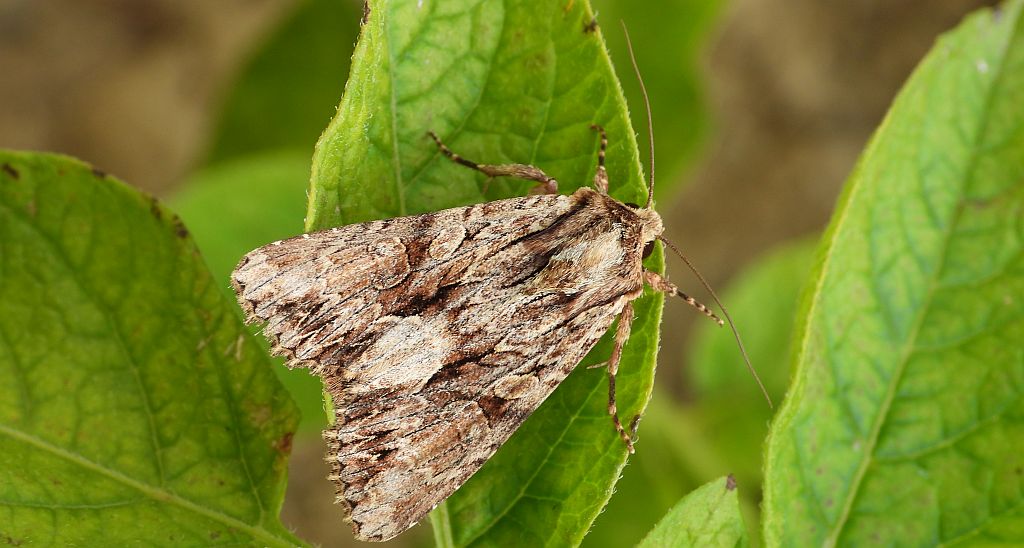 Paciepnica korzeniówka (Apamea monoglypha)