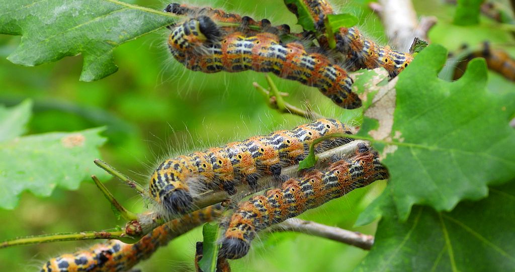 Narożnica zbrojówka (Phalera bucephala)