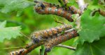 Narożnica zbrojówka (Phalera bucephala)