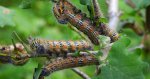Narożnica zbrojówka (Phalera bucephala)