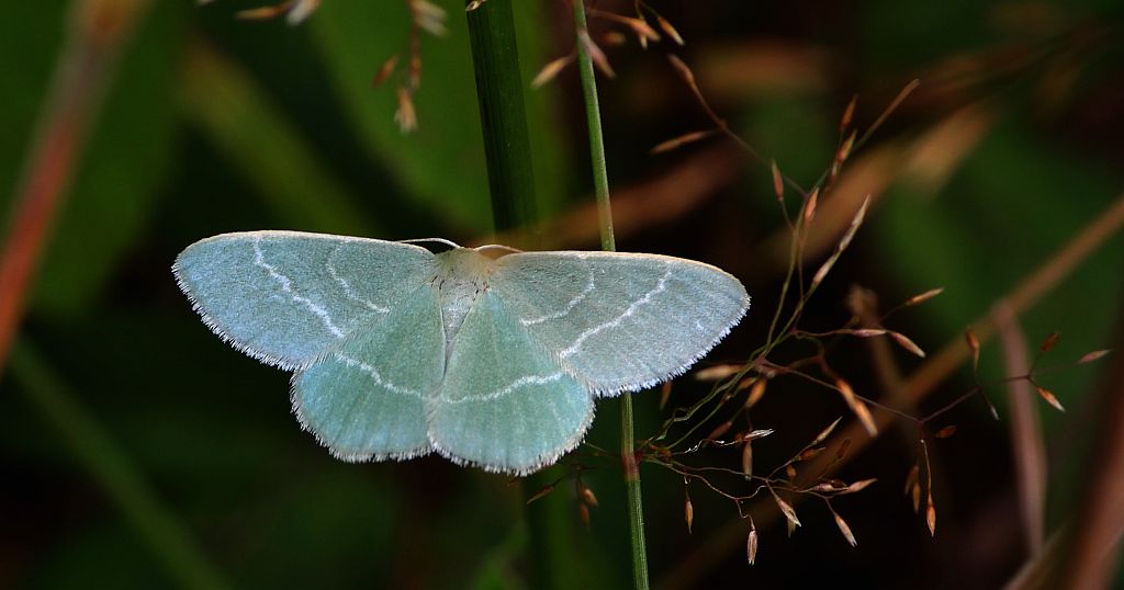 Miernik seledyniak (Chlorissa viridata)