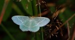Miernik seledyniak (Chlorissa viridata)