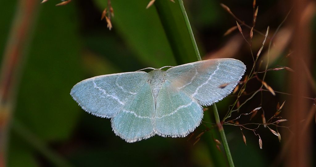 Miernik seledyniak (Chlorissa viridata)