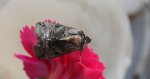 Zgrzeblica trojaczka (Abrostola triplasia)