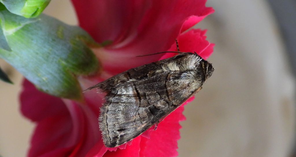Zgrzeblica trojaczka (Abrostola triplasia)