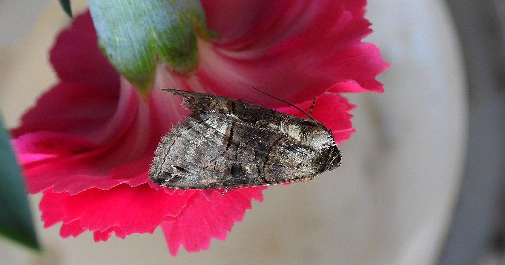 Zgrzeblica trojaczka (Abrostola triplasia)