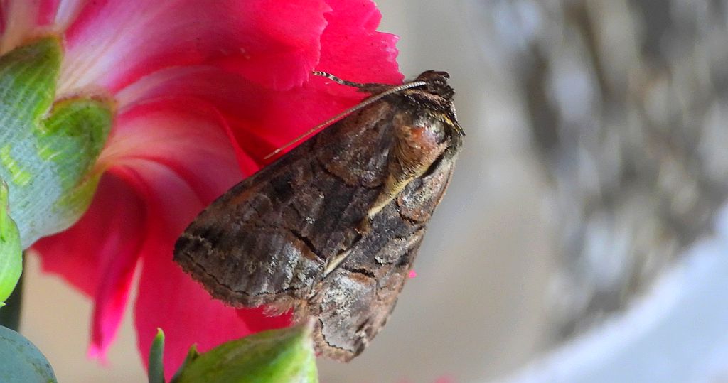 Zgrzeblica trojaczka (Abrostola triplasia)