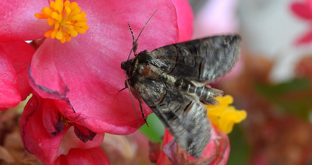 Zgrzeblica trojaczka (Abrostola triplasia)