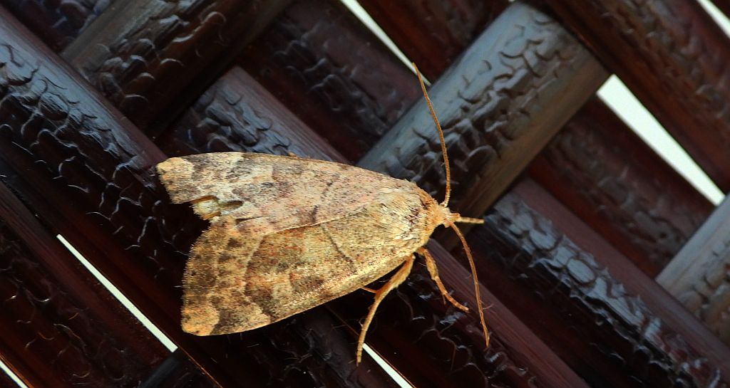 Wojanica leszczynówka (Cosmia trapezina)