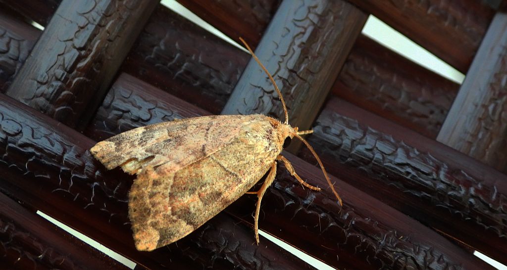 Wojanica leszczynówka (Cosmia trapezina)
