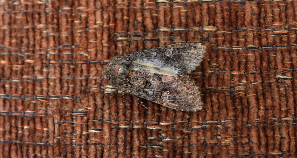 Piętnówka kapustnica (Mamestra brassicae)