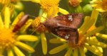 Amphipoea oculea