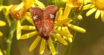 Amphipoea oculea