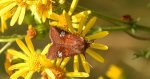 Amphipoea oculea