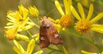 Amphipoea oculea