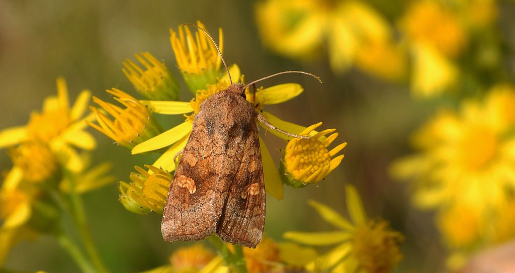 Amphipoea fucosa