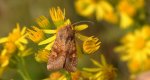 Amphipoea fucosa
