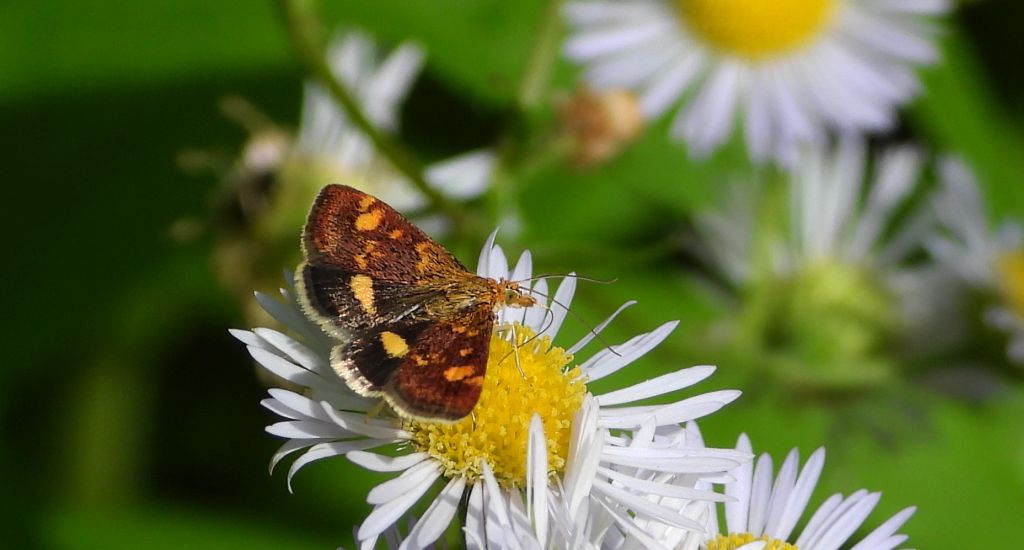 Omacnica złotowianka (Pyrausta aurata)