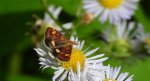 Omacnica złotowianka (Pyrausta aurata)