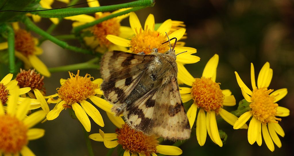 Słonecznica - Heliothis adaucta
