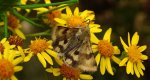 Słonecznica - Heliothis adaucta