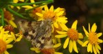 Słonecznica - Heliothis adaucta