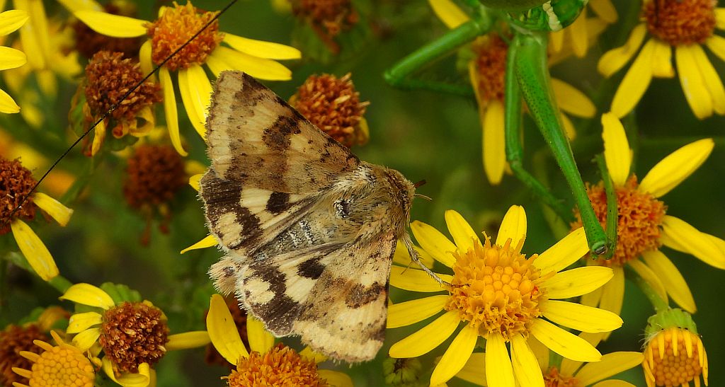 Słonecznica - Heliothis adaucta
