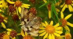 Słonecznica - Heliothis adaucta