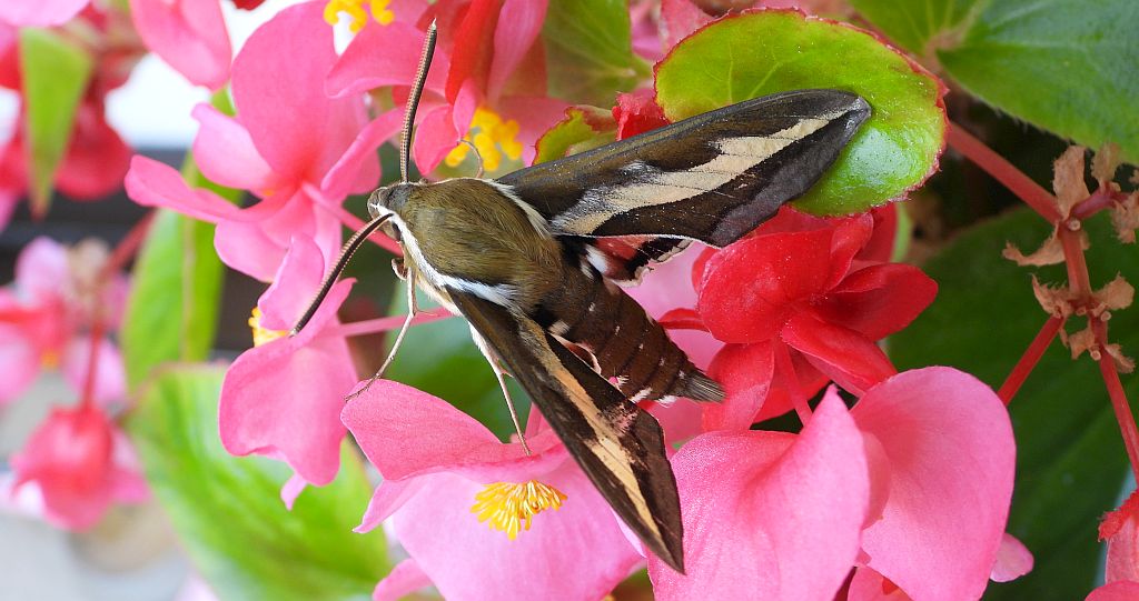 Zmrocznik przytuliak (Hyles gallii)