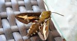 Zmrocznik przytuliak (Hyles gallii)
