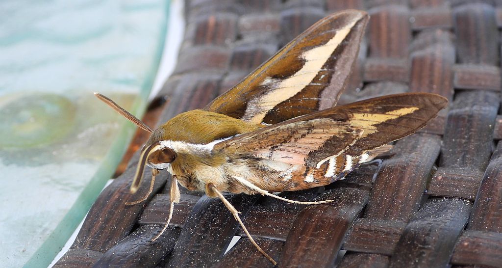 Zmrocznik przytuliak (Hyles gallii)