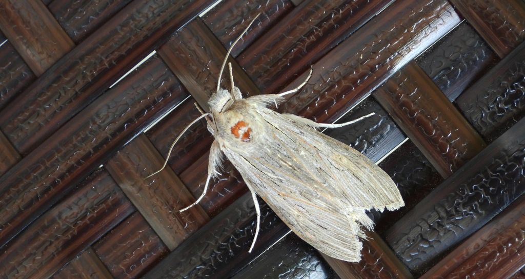 Kapturnica mleczówka (Cucullia umbratica)