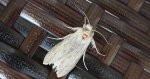 Kapturnica mleczówka (Cucullia umbratica)