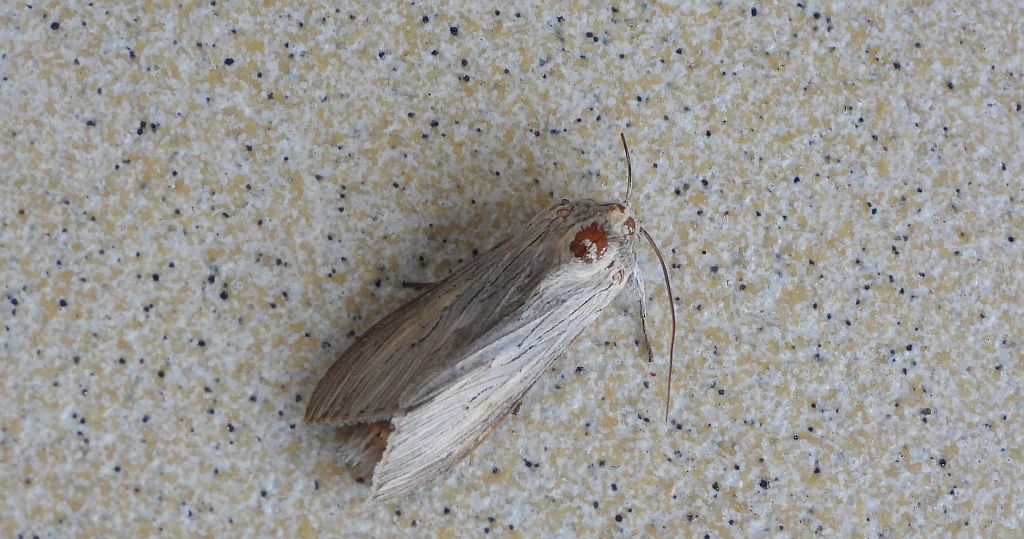 Kapturnica mleczówka (Cucullia umbratica)