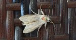 Kapturnica mleczówka (Cucullia umbratica)