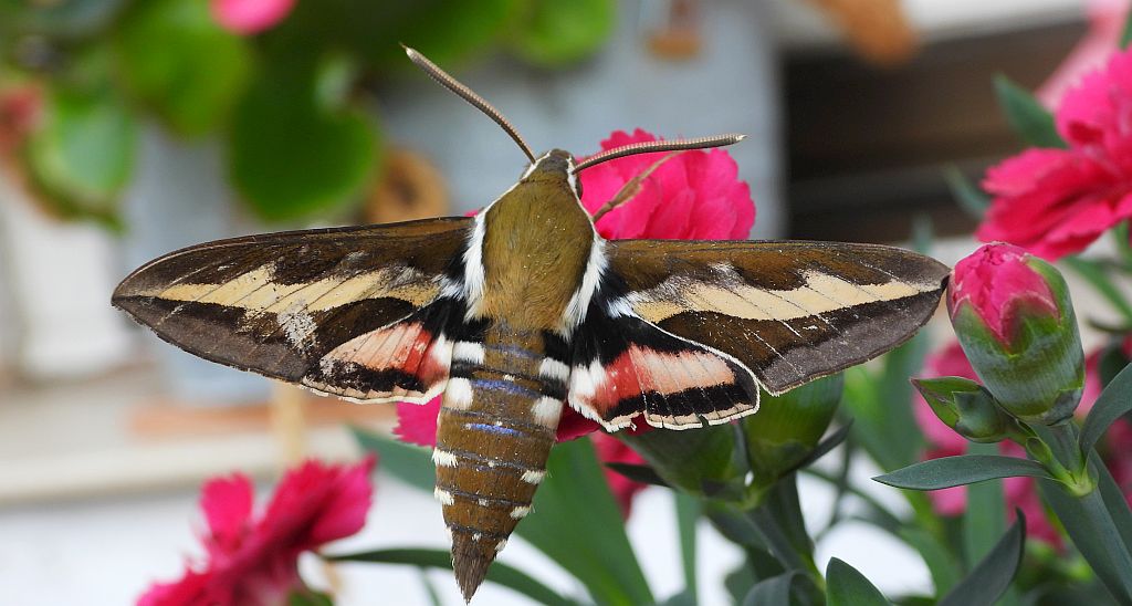 Zmrocznik przytuliak (Hyles gallii)