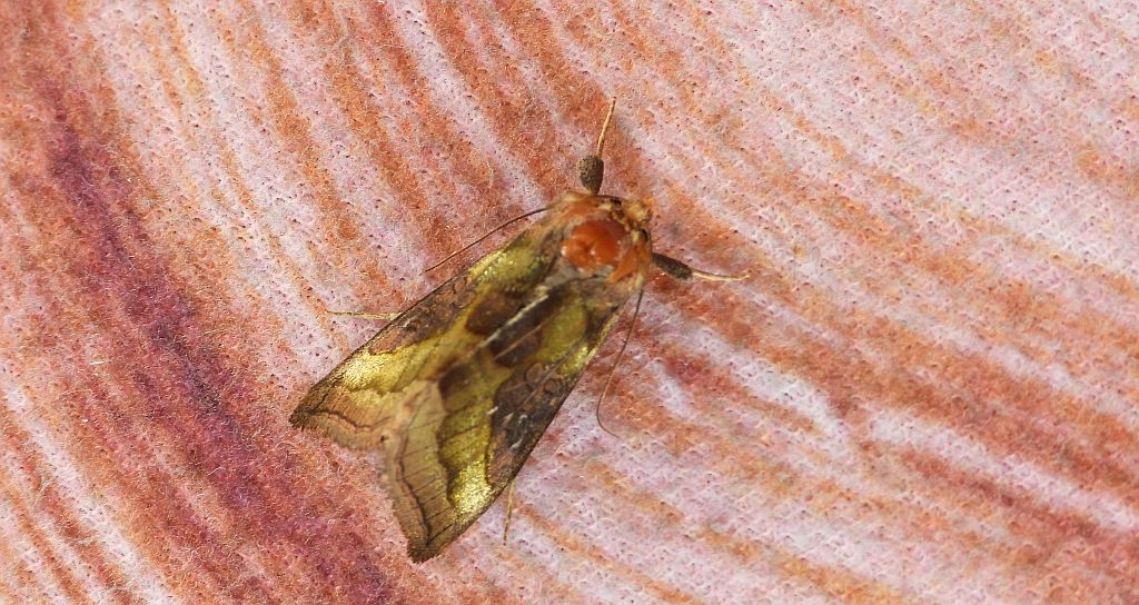 Błyszczka spiżówka (Diachrysia chrysitis)