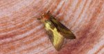 Błyszczka spiżówka (Diachrysia chrysitis)