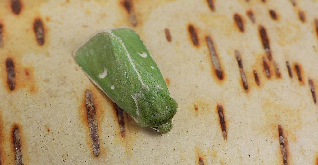 Paciepnica zielonka (Calamia tridens)