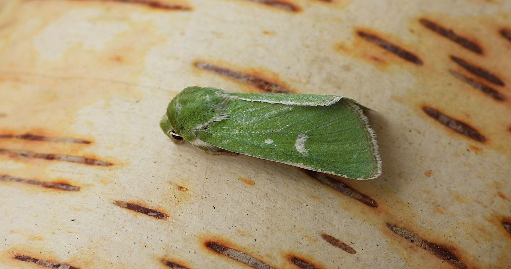 Paciepnica zielonka (Calamia tridens)