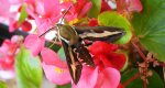 Zmrocznik przytuliak (Hyles gallii)