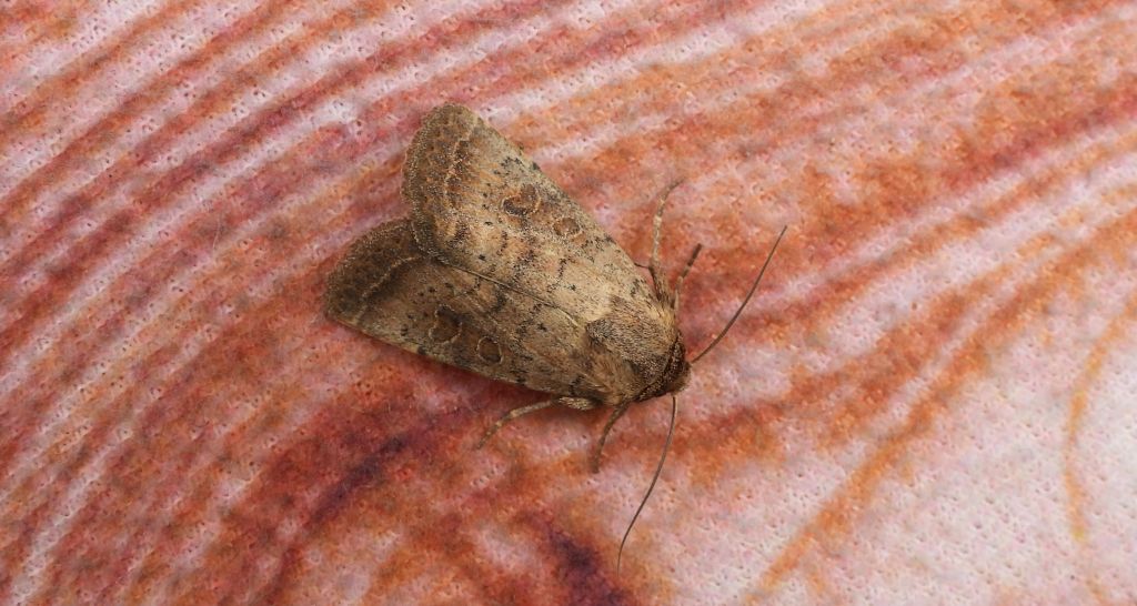 Hoplodrina octogenaria
