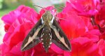 Zmrocznik przytuliak (Hyles gallii)