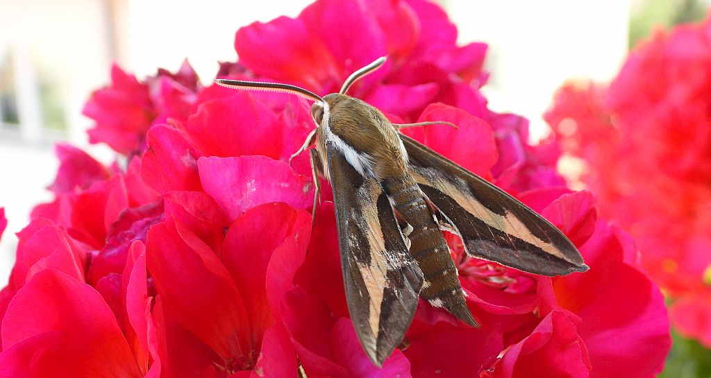 Zmrocznik przytuliak (Hyles gallii)