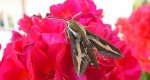 Zmrocznik przytuliak (Hyles gallii)