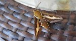 Zmrocznik przytuliak (Hyles gallii)