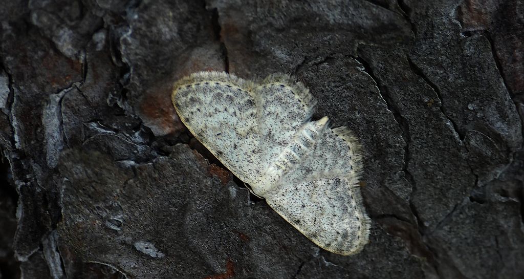 Grotnik satyrek (Eupithecia satyrata)