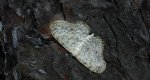 Grotnik satyrek (Eupithecia satyrata)