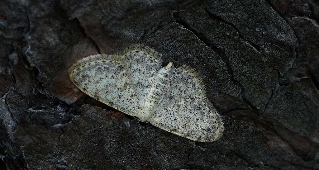 Grotnik satyrek (Eupithecia satyrata)