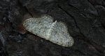 Grotnik satyrek (Eupithecia satyrata)